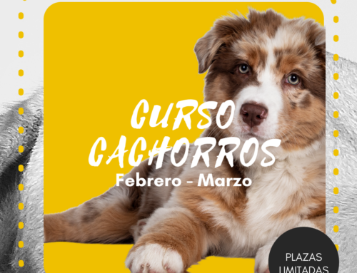 Curso para cachorros – Febrero